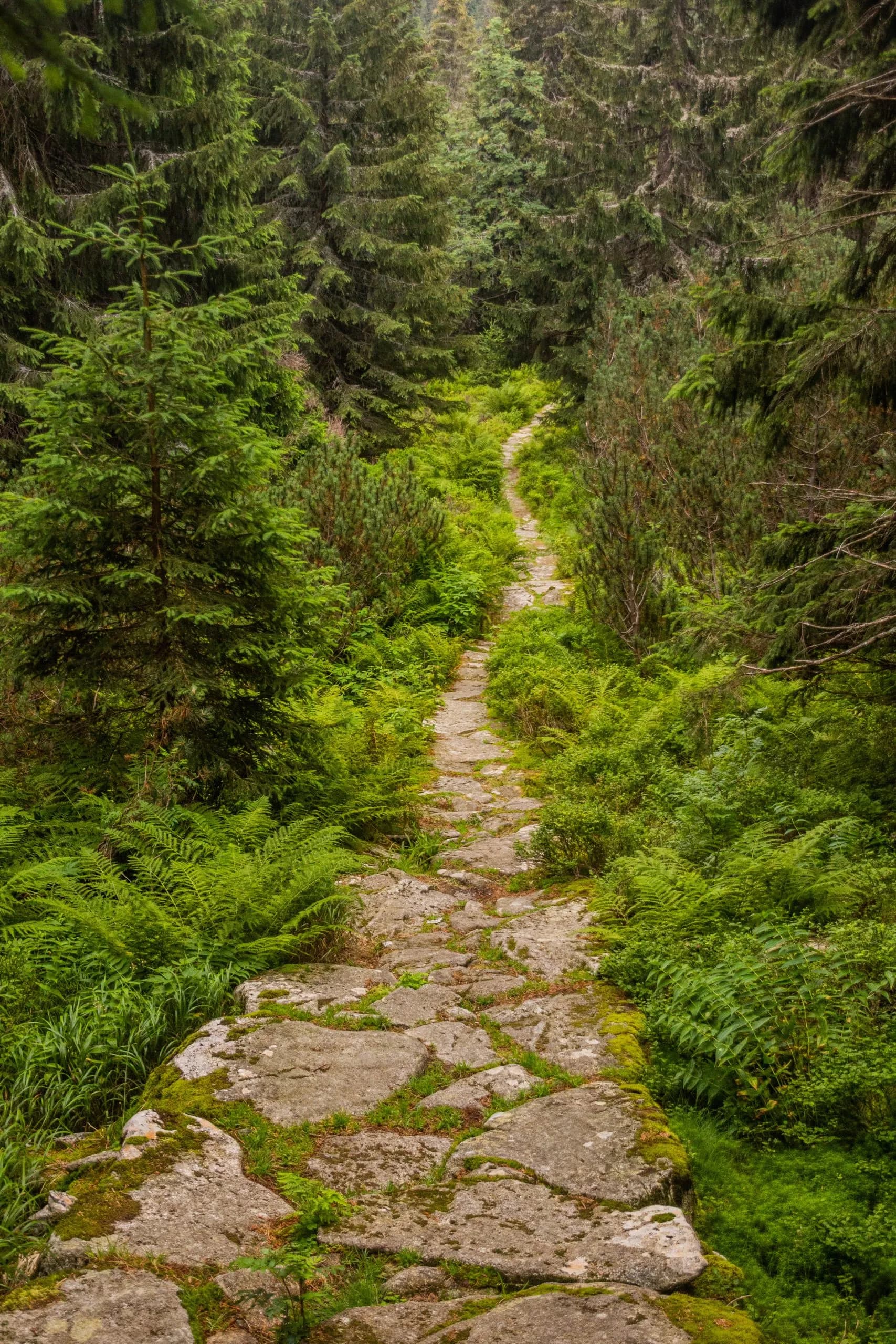 Hiking trail in Nizke Tatry mountains, Slovakia