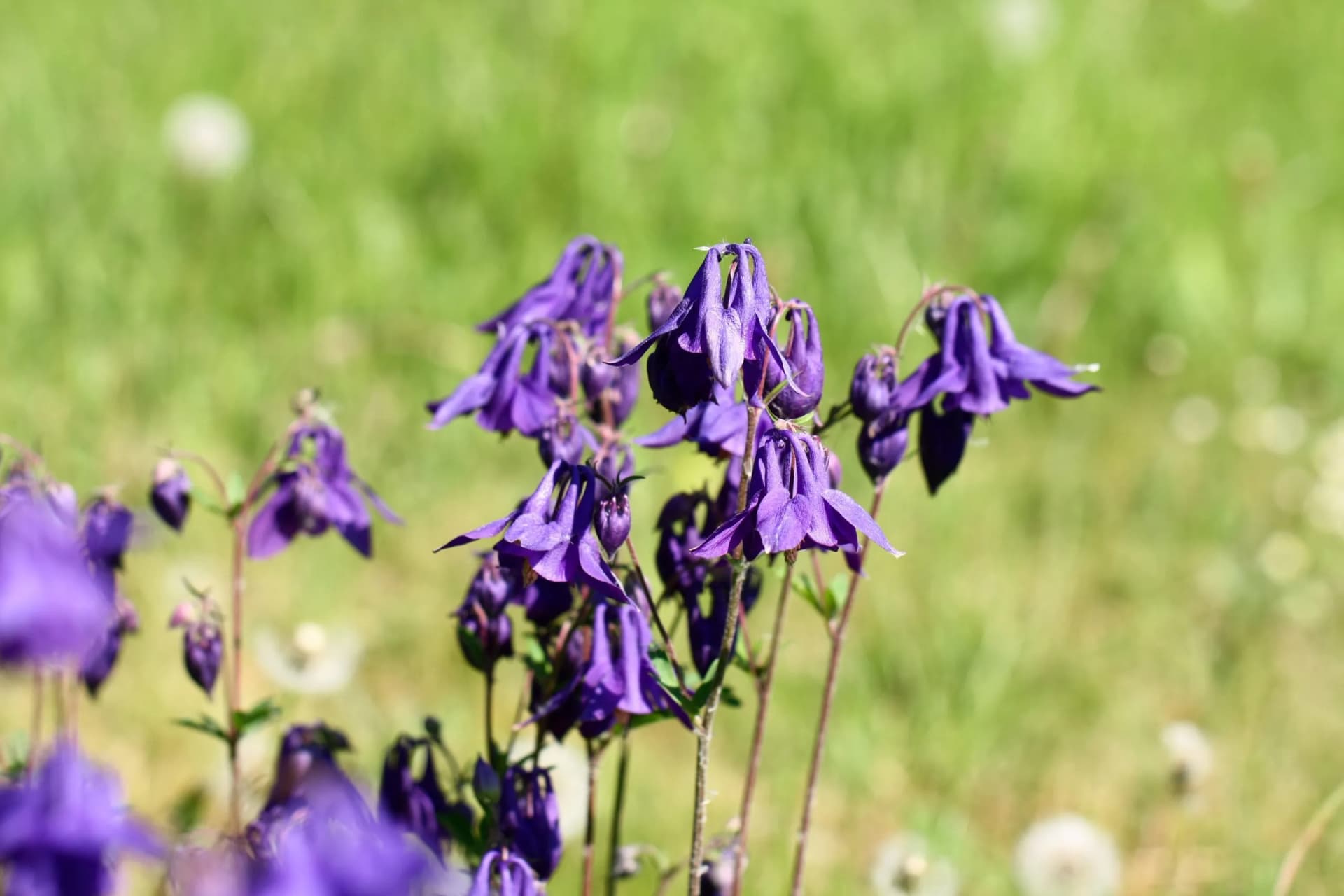 Blooming flowers of Aquilegia vulgaris in the arboretum of Tatranska Lomnica, High Tatras, Slovakia.