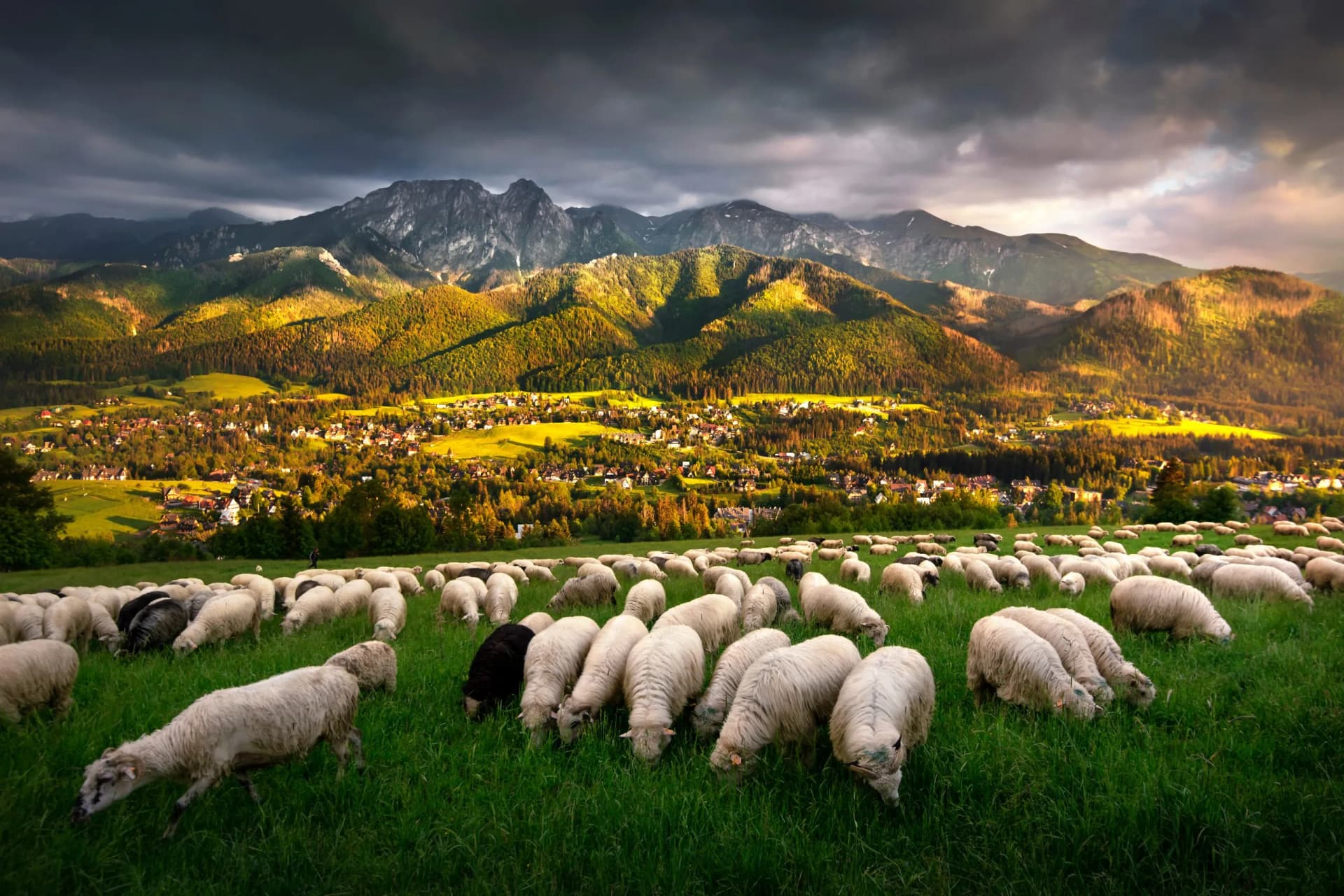 Sheep grazing in the pasture, with a view of the Tatra Mountains, Giewont and Podhale, Zakopane, Poland. 
Owce na wypasie na hali, z widokiem na panoramę Tatr, Giewont i góry. Zakopane, Polska.
