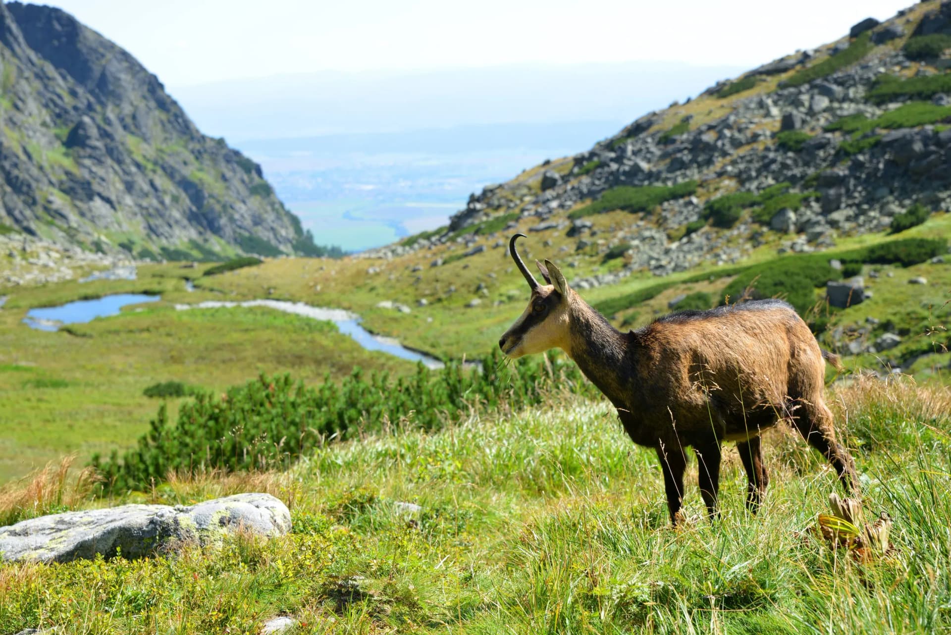 The Tatra chamois (Rupicapra rupicapra tatrica) in the Velicka Valley, Vysoke Tatry (Tatra Mountains), Slovakia.
