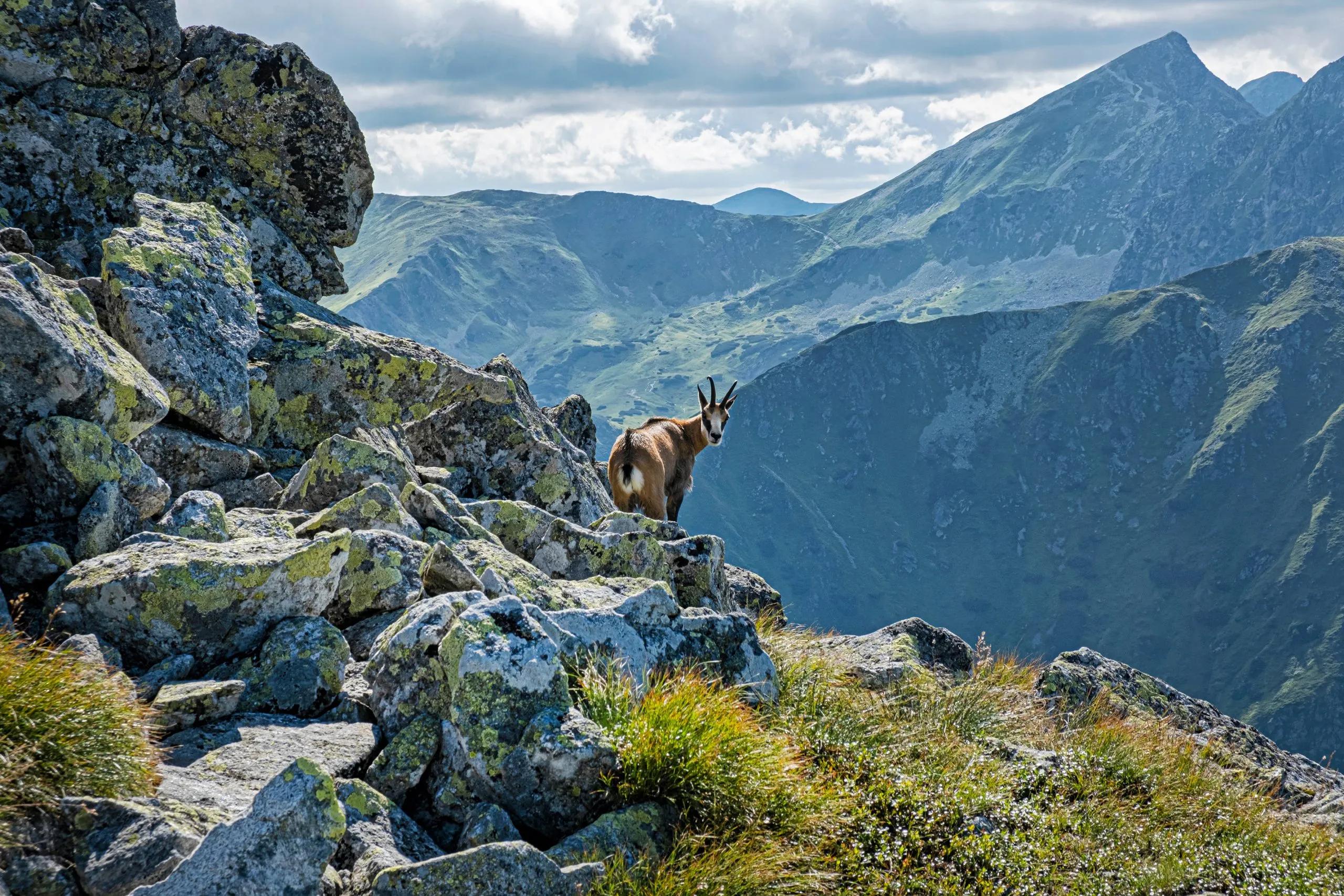 Den bedste vandretur fra hytte til hytte i Tatra