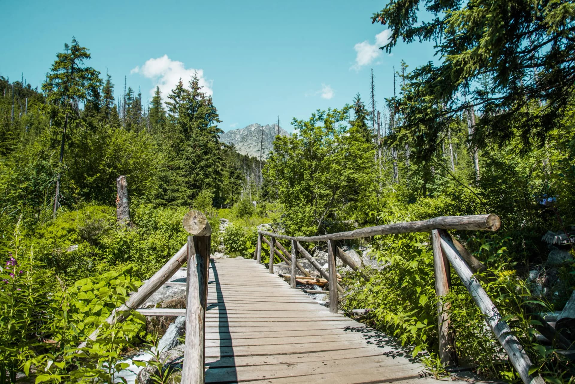 Wooden footbridge over stream in lush forest with Tatras mountains visible.