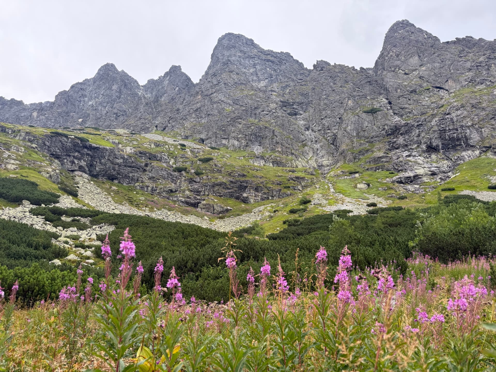 Pink fireweed flowers blooming in foreground below rocky mountain ridge