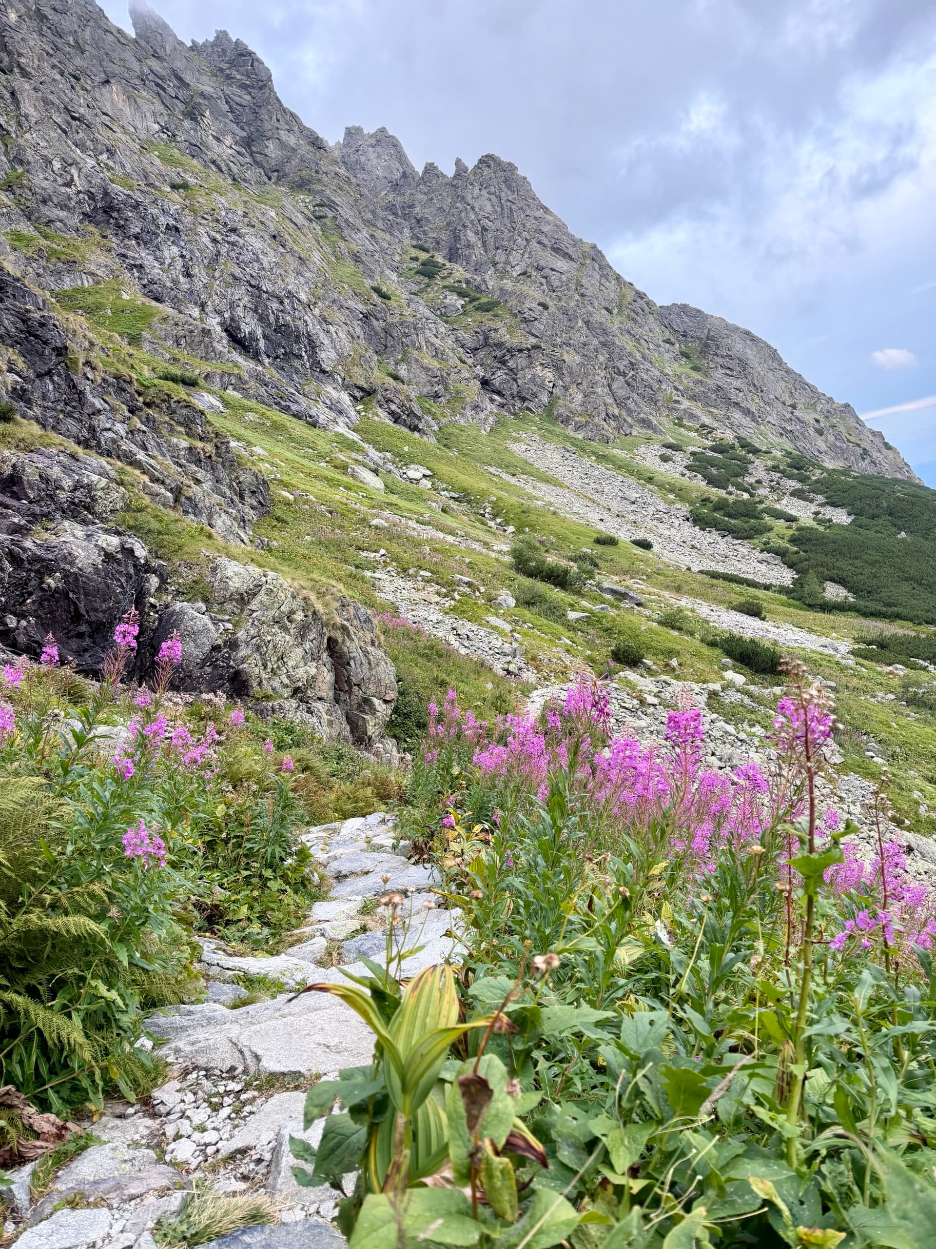 Stone hiking path through pink fireweed flowers in alpine mountains