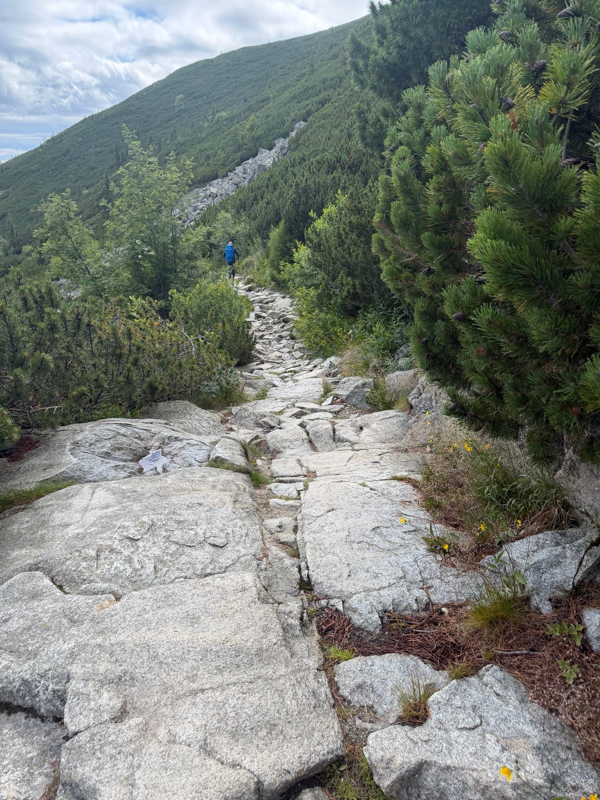 Hiker on granite stone path through dwarf pines and mountain slope