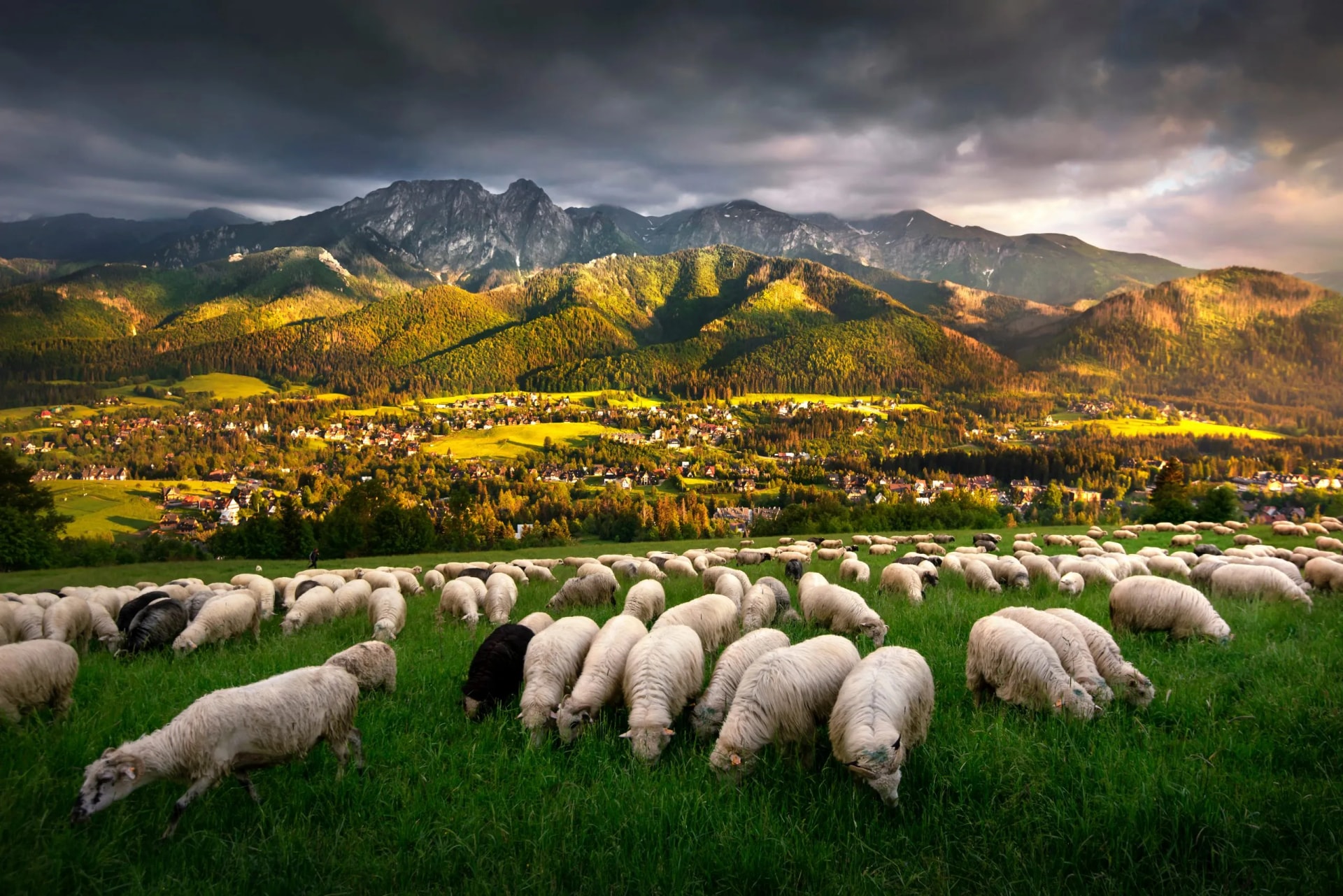 Sheep grazing in the pasture, with a view of the Tatra Mountains, Giewont and Podhale, Zakopane, Poland.
Owce na wypasie na hali, z widokiem na panoramę Tatr, Giewont i góry. Zakopane, Polska.